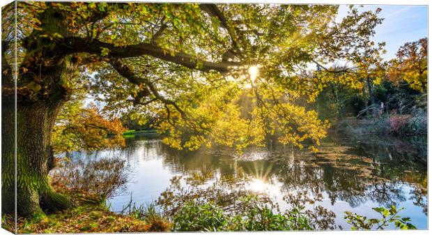 Sunrise through Trees Wakefield Canvas Print by Tim Hill