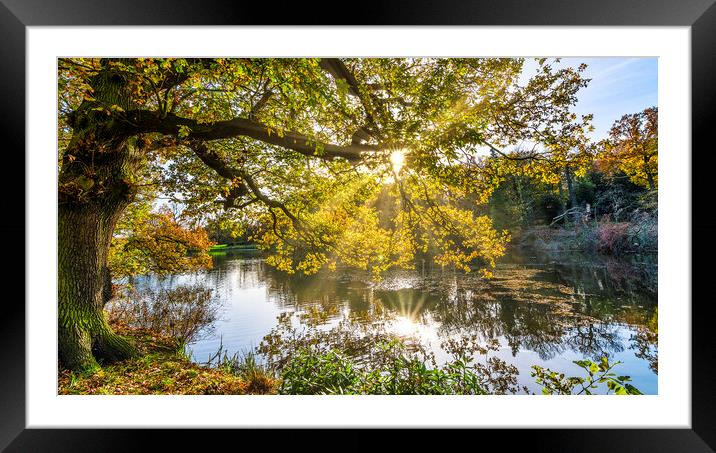 Sunrise through Trees Wakefield Framed Mounted Print by Tim Hill