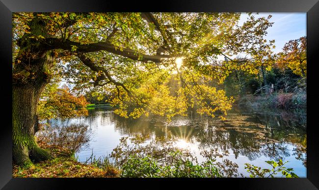 Sunrise through Trees Wakefield Framed Print by Tim Hill
