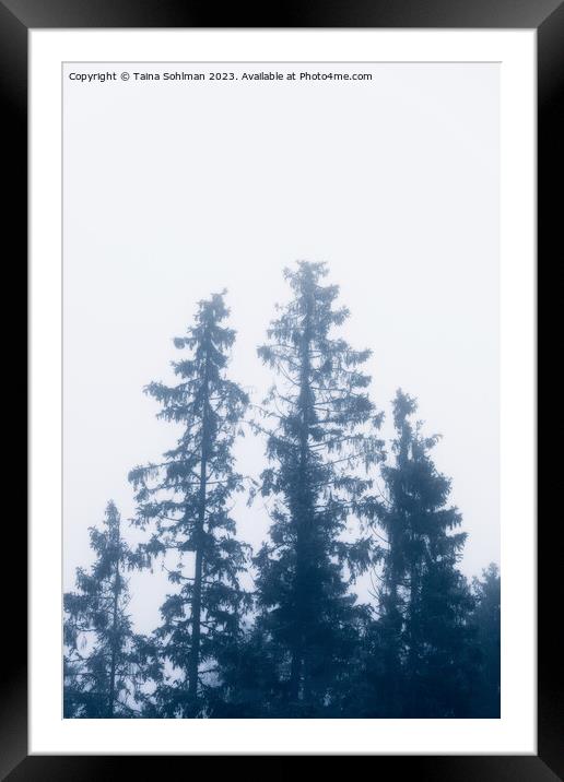Tall Spruce Trees In Mist Framed Mounted Print by Taina Sohlman