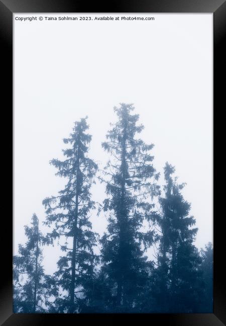 Tall Spruce Trees In Mist Framed Print by Taina Sohlman