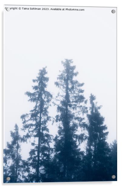 Tall Spruce Trees In Mist Acrylic by Taina Sohlman