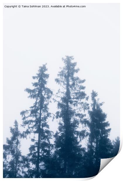 Tall Spruce Trees In Mist Print by Taina Sohlman