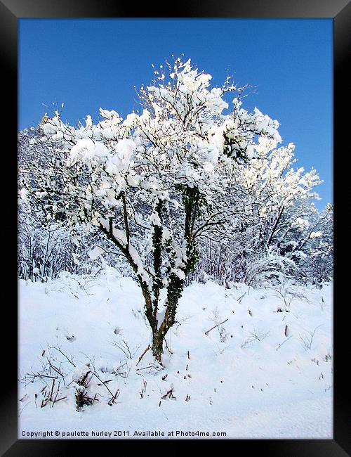 Simplicity Snow Tree. Framed Print by paulette hurley