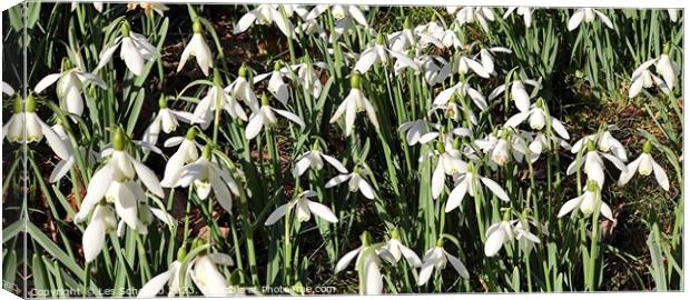 Snowdrops  Canvas Print by Les Schofield