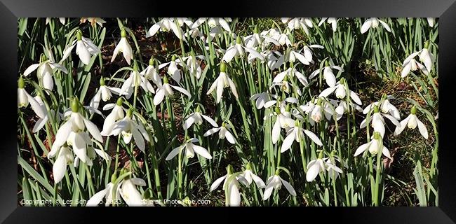 Snowdrops  Framed Print by Les Schofield