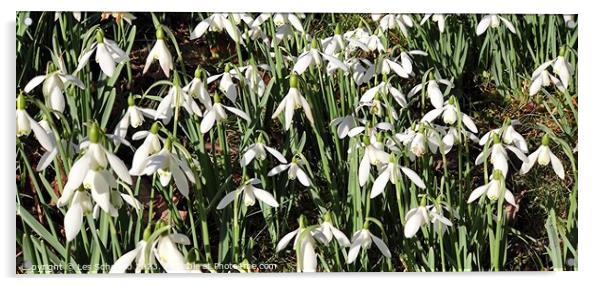 Snowdrops  Acrylic by Les Schofield