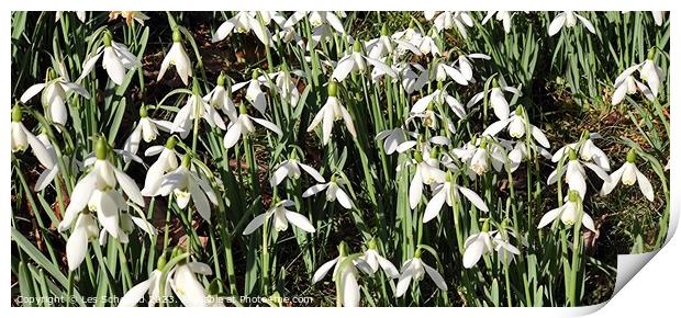 Snowdrops  Print by Les Schofield