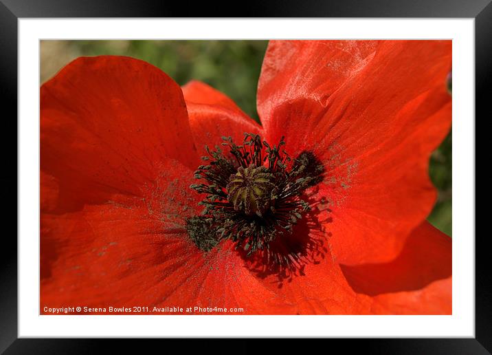Close Up Poppy Framed Mounted Print by Serena Bowles