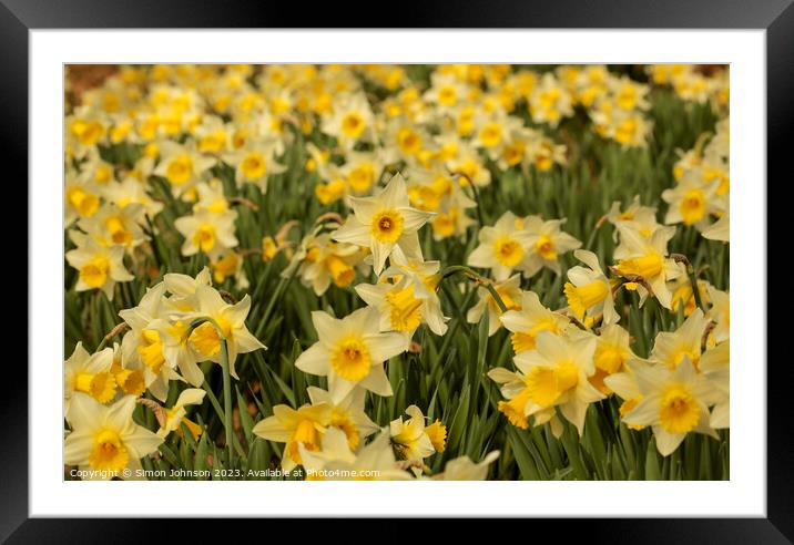 Host of daffodils  Framed Mounted Print by Simon Johnson