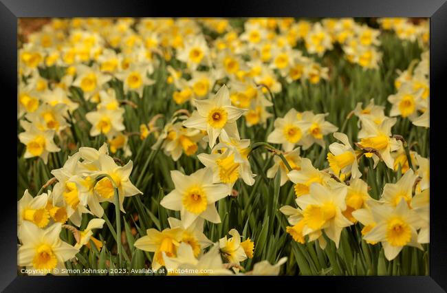 Host of daffodils  Framed Print by Simon Johnson