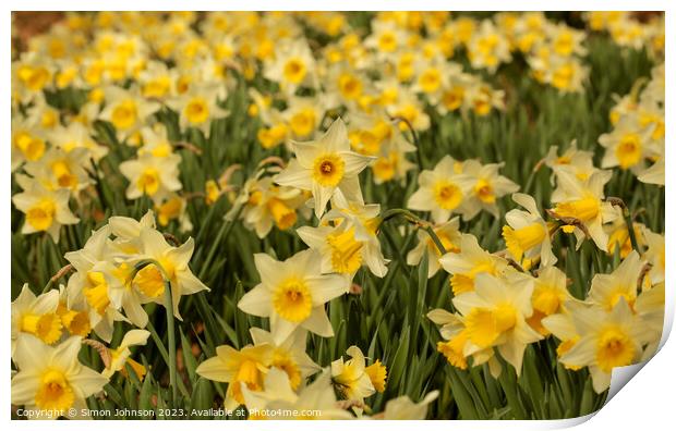 Host of daffodils  Print by Simon Johnson