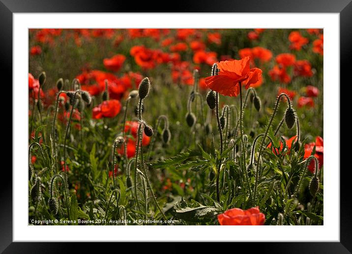 Backlit Poppies Framed Mounted Print by Serena Bowles