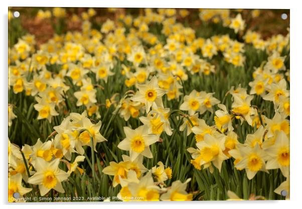 Daffodils  flowers Acrylic by Simon Johnson