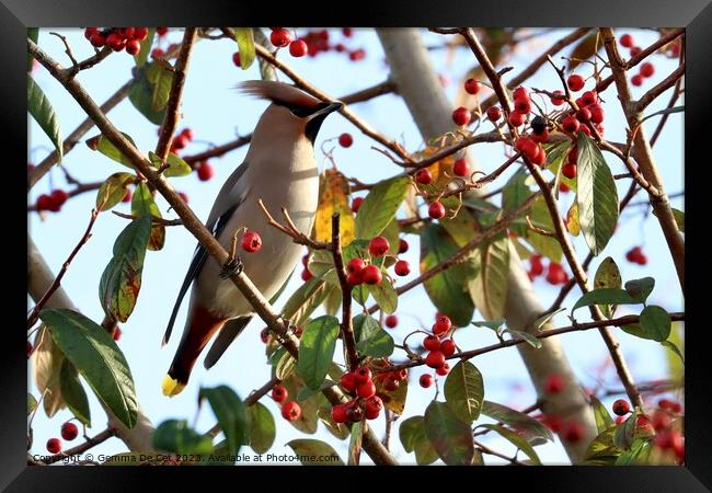 Bohemian Waxwing on a Cotoneaster Berry Tree Framed Print by Gemma De Cet