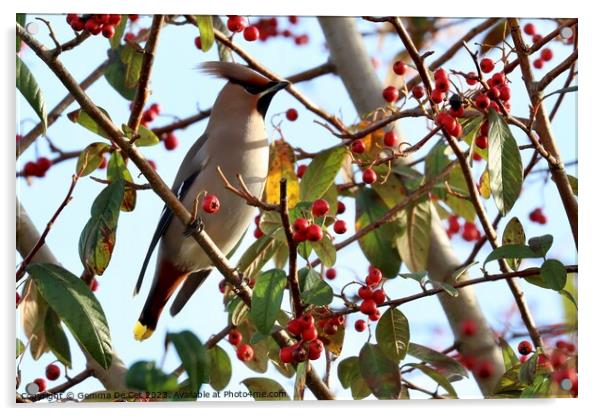 Bohemian Waxwing on a Cotoneaster Berry Tree Acrylic by Gemma De Cet
