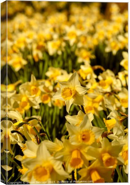 Daffodils  flowers Canvas Print by Simon Johnson