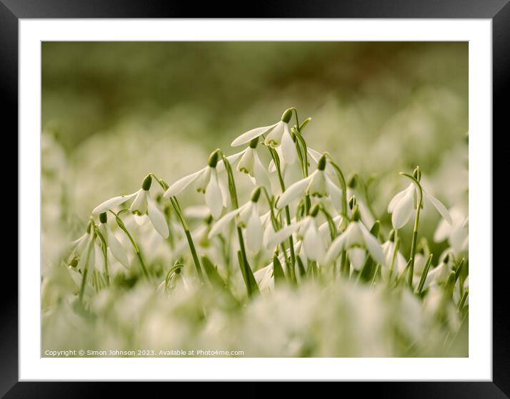 Snowdrop flowers Framed Mounted Print by Simon Johnson