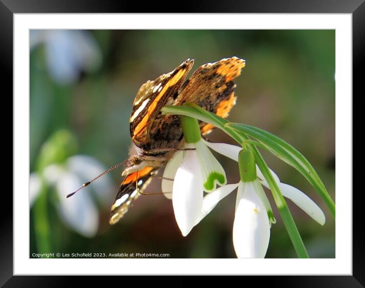 Majestic Red Admiral Butterfly Framed Mounted Print by Les Schofield