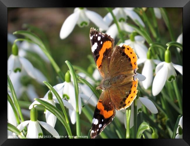 Majestic Red Admiral Framed Print by Les Schofield