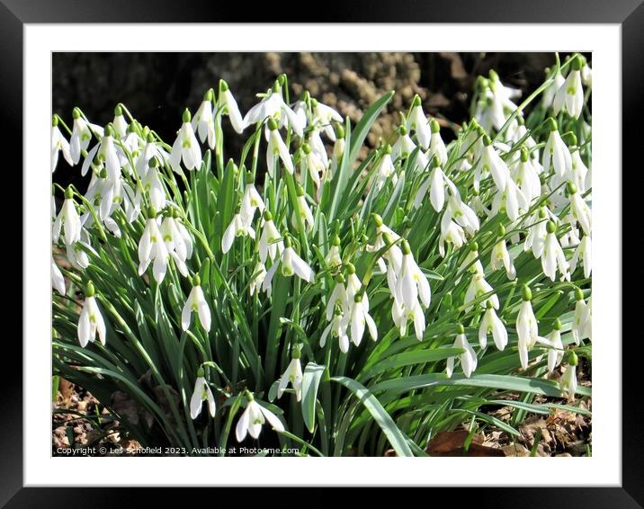 Snowdrops Framed Mounted Print by Les Schofield
