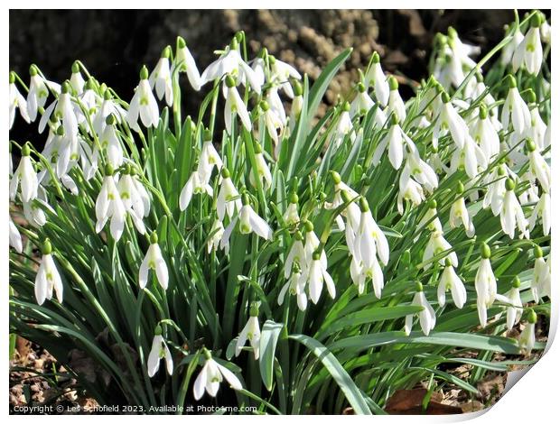 Snowdrops Print by Les Schofield