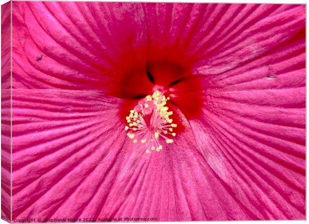 Pink hibiscus Canvas Print by Stephanie Moore