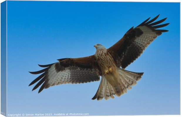Red Kite  Canvas Print by Simon Marlow