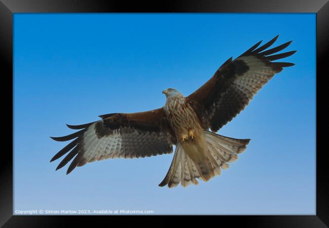 Red Kite  Framed Print by Simon Marlow