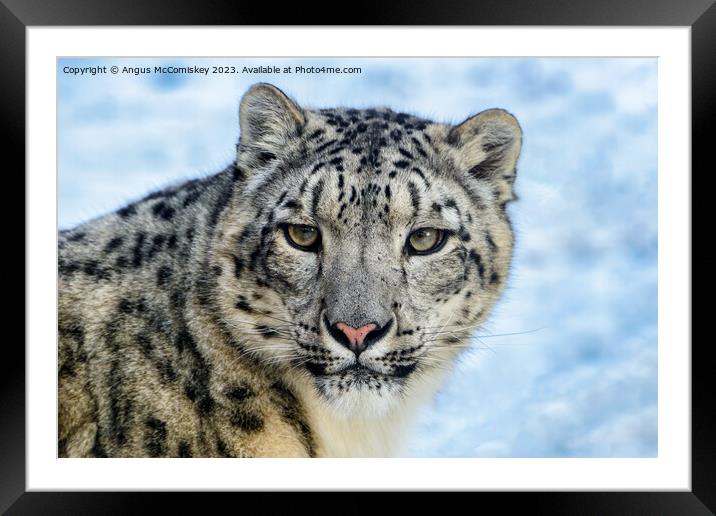 Snow leopard face to face Framed Mounted Print by Angus McComiskey