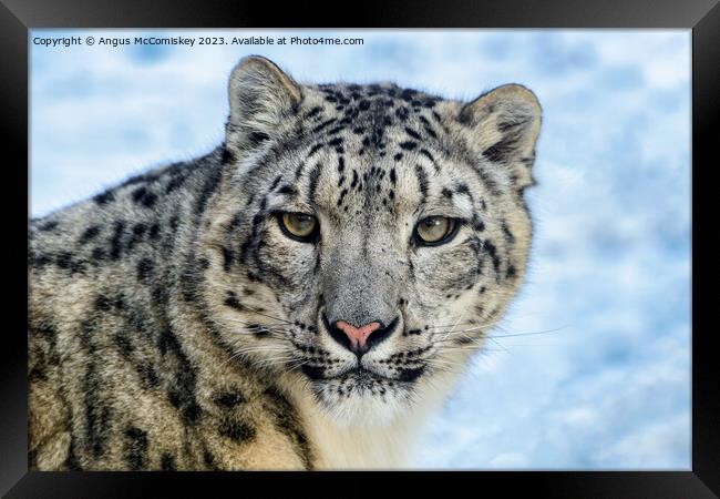 Snow leopard face to face Framed Print by Angus McComiskey