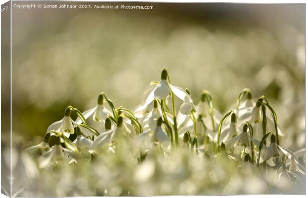 Sunlit Snowdrops  Canvas Print by Simon Johnson