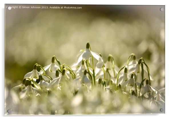 Sunlit Snowdrops  Acrylic by Simon Johnson