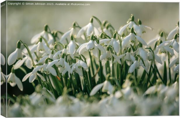 A close up of Sn wdrop flowers Canvas Print by Simon Johnson