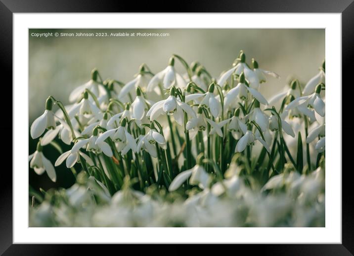 A close up of Sn wdrop flowers Framed Mounted Print by Simon Johnson