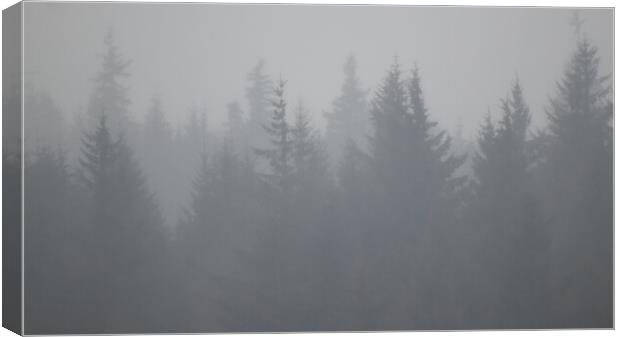 Beauty in the fog Canvas Print by Dorringtons Adventures