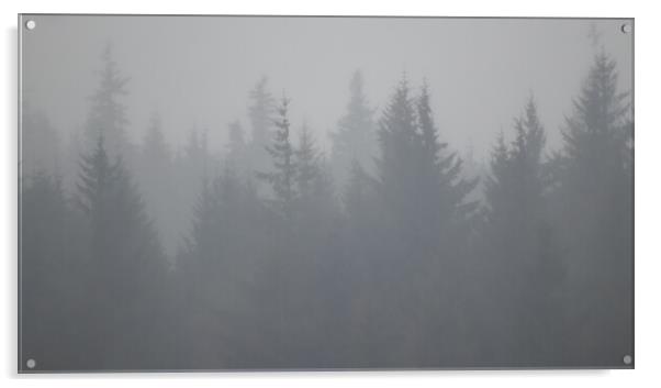 Beauty in the fog Acrylic by Dorringtons Adventures