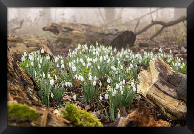 Snow drops  Framed Print by Dorringtons Adventures