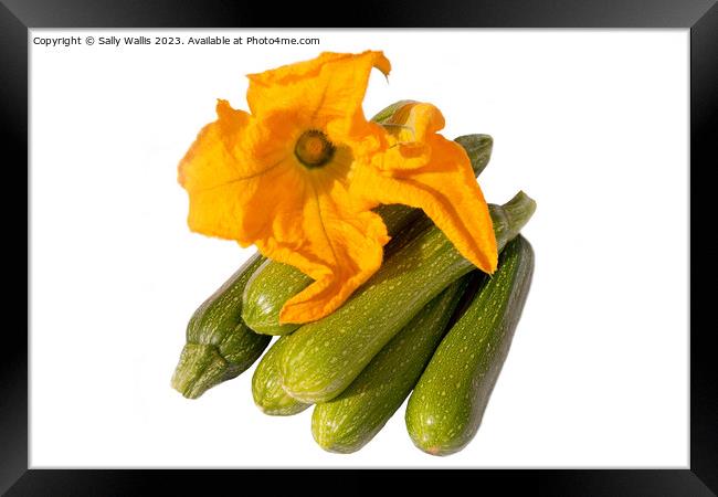 Zucchini and flower Framed Print by Sally Wallis