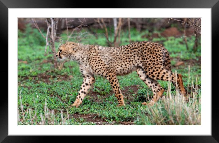 Striding out Framed Mounted Print by Adrian Turnbull-Kemp