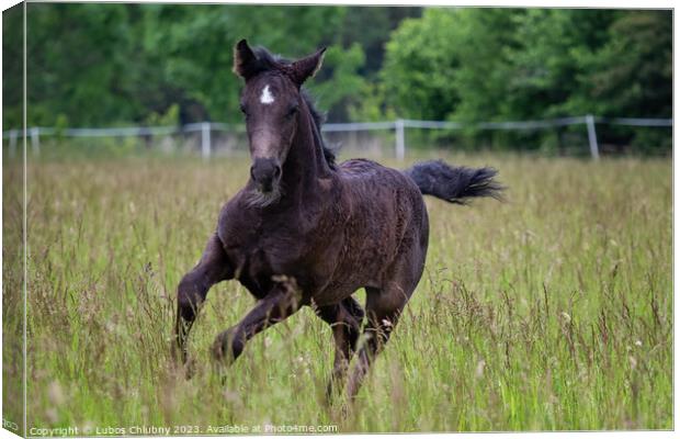 Running foal in spring meadow, black horse Canvas Print by Lubos Chlubny