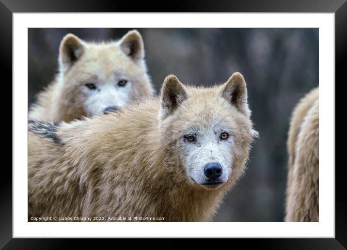 Arctic wolves (Canis lupus arctos), also known as the white wolf or polar wolf Framed Mounted Print by Lubos Chlubny
