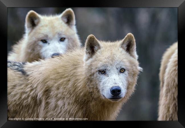 Arctic wolves (Canis lupus arctos), also known as the white wolf or polar wolf Framed Print by Lubos Chlubny