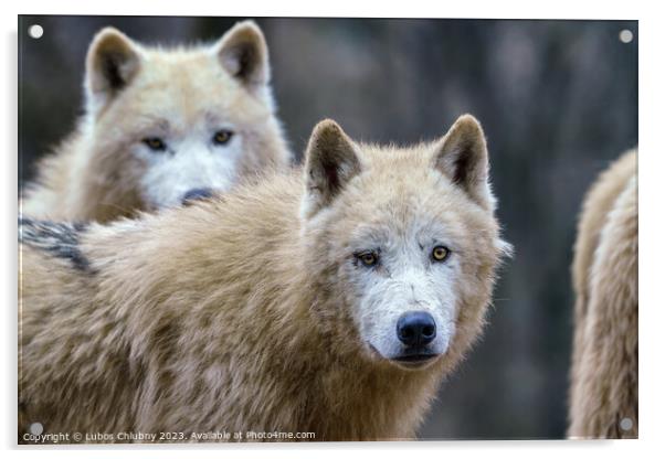 Arctic wolves (Canis lupus arctos), also known as the white wolf or polar wolf Acrylic by Lubos Chlubny