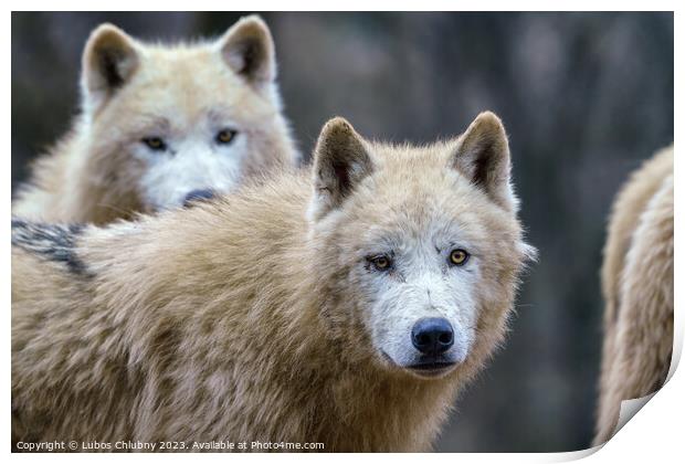 Arctic wolves (Canis lupus arctos), also known as the white wolf or polar wolf Print by Lubos Chlubny