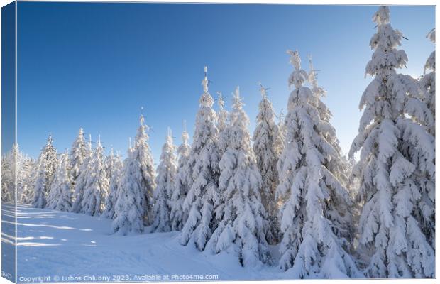 Winter spruce trees with sun rays. Trees covered in deep snow. Canvas Print by Lubos Chlubny