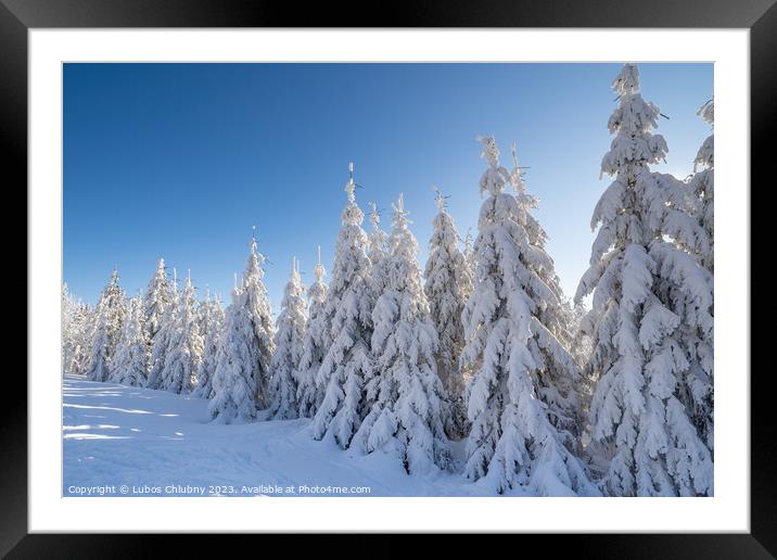 Winter spruce trees with sun rays. Trees covered in deep snow. Framed Mounted Print by Lubos Chlubny