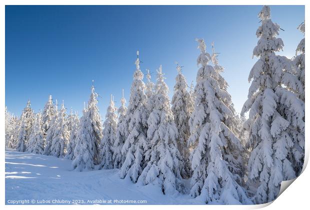 Winter spruce trees with sun rays. Trees covered in deep snow. Print by Lubos Chlubny