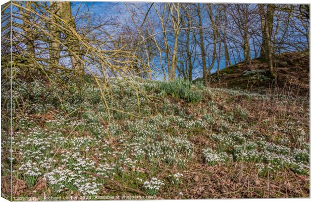 Woodland Snowdrops and Emerging Daffodils Canvas Print by Richard Laidler