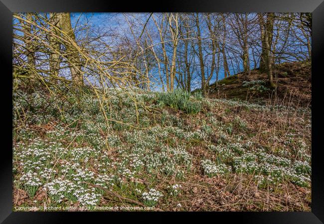 Woodland Snowdrops and Emerging Daffodils Framed Print by Richard Laidler